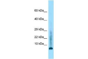 Image no. 1 for anti-Histone Cluster 2, H4a (HIST2H4A) (Middle Region) antibody (ABIN2788644)