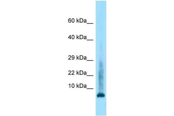 Histone Cluster 2, H4a (HIST2H4A) (Middle Region) Antikörper