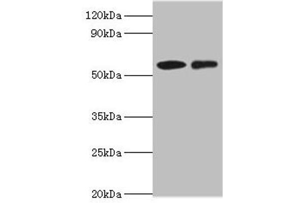 CARD9 antibody  (AA 237-536)