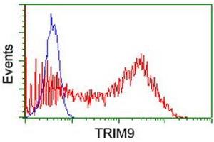 Image no. 4 for anti-Tripartite Motif Containing 9 (TRIM9) (AA 284-669) antibody (ABIN1491329)