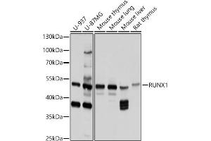 RUNX1 Antikörper  (AA 221-480)
