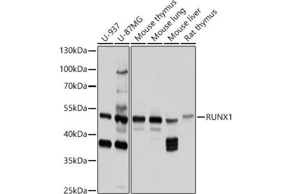 RUNX1 抗体  (AA 221-480)