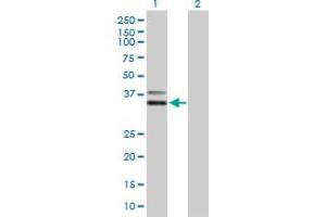 Western Blot analysis of PCGF6 expression in transfected 293T cell line by PCGF6 MaxPab polyclonal antibody.