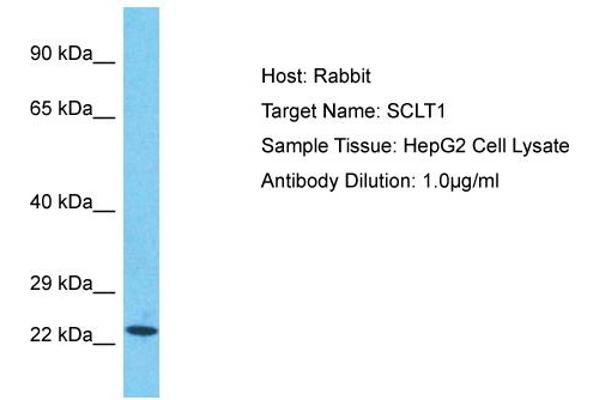 anti-Sodium Channel and Clathrin Linker 1 (Sclt1) (C-Term) antibody