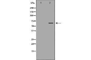 Image no. 2 for anti-Numb Homolog (Drosophila)-Like (NUMBL) (C-Term) antibody (ABIN6263771)