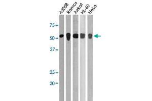 Image no. 1 for anti-Checkpoint Kinase 1 (CHEK1) (pSer28) antibody (ABIN537590)