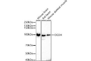 alpha KGDHC antibody  (AA 148-427)