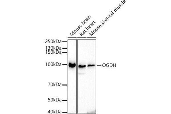 alpha KGDHC antibody  (AA 148-427)