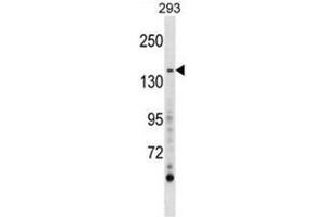 Image no. 1 for anti-AE Binding Protein 1 (AEBP1) (AA 341-372), (Middle Region) antibody (ABIN950289)