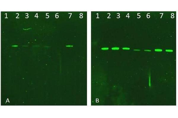 AKT1 Protein (Ser473Ala-Mutant, Thr308Ala-Mutant)