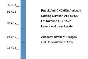 Image no. 1 for anti-Coiled-Coil-Helix-Coiled-Coil-Helix Domain Containing 6 (CHCHD6) (N-Term) antibody (ABIN2788441)