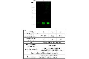 Image no. 1 for anti-Peptidylprolyl Isomerase (Cyclophilin)-Like 1 (PPIL1) (AA 1-166) antibody (ABIN2692836)