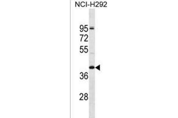 OR2T5 antibody  (N-Term)