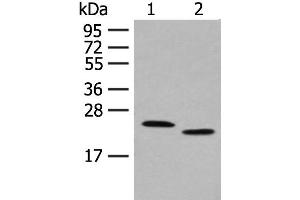 FAM213A antibody