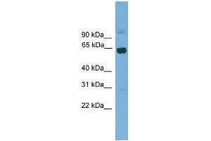 Image no. 1 for anti-Ligand Dependent Nuclear Receptor Corepressor-Like (LCORL) (Middle Region) antibody (ABIN2778624)