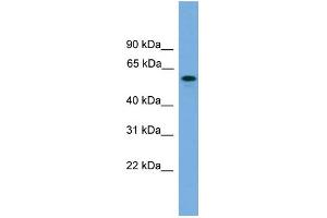 Image no. 1 for anti-MTOR associated protein, eak-7 homolog (MEAK7) (Middle Region) antibody (ABIN2787249)
