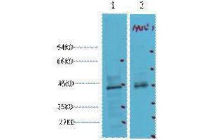 Western Blotting (WB) image for anti-Caudal Type Homeobox 2 (CDX2) antibody (ABIN3181127)