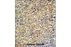 Image no. 1 for anti-Hemopoietic Cell Kinase (HCK) (AA 131-156), (N-Term) antibody (ABIN5531324)