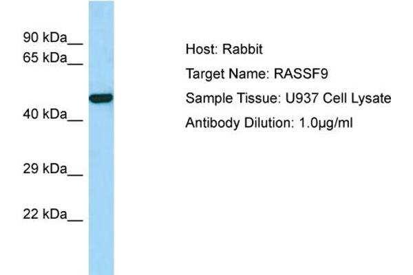 anti-Ras Association (RalGDS/AF-6) Domain Family (N-terminal) Member 9 (RASSF9) (C-Term) antibody