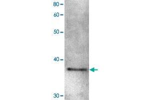 Image no. 1 for anti-Shugoshin 1 (SGOL1) antibody (ABIN5587827)