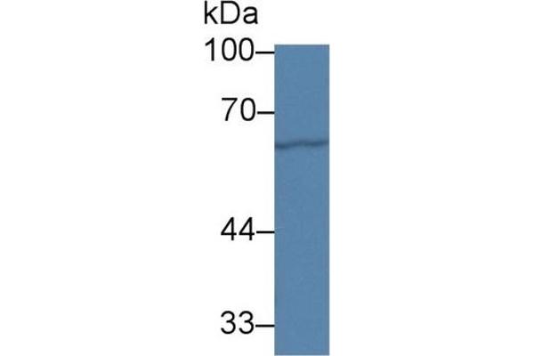 Paxillin antibody  (AA 347-578)