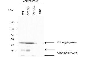 Image no. 1 for anti-SARS-CoV-2 Nucleocapsid (SARS-CoV-2 N) antibody (ABIN6953059)