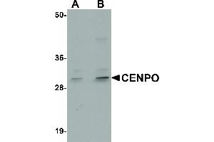 Image no. 1 for anti-Centromere Protein O (CENPO) (Internal Region) antibody (ABIN6656898)
