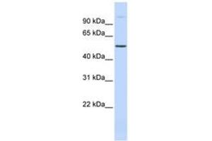 Image no. 1 for anti-URI1, Prefoldin-Like Chaperone (URI1) (AA 359-408) antibody (ABIN6743570)