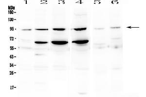 Image no. 3 for anti-Signal Transducer and Activator of Transcription 1, 91kDa (STAT1) (AA 364-378), (Middle Region) antibody (ABIN3043693)