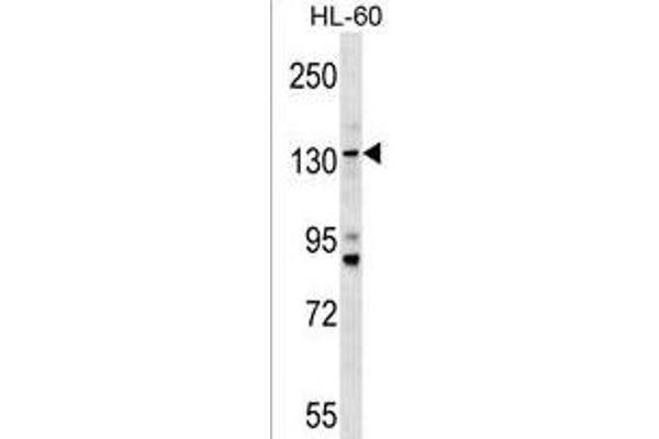 Tmc5 antibody  (AA 222-251)
