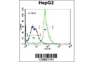 Image no. 1 for anti-Keratin Associated Protein 1-3 (KRTAP1-3) (AA 95-125), (Center) antibody (ABIN2489052)