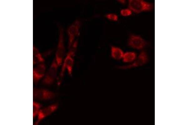 anti-Mitochondrial Ribosomal Protein L39 (MRPL39) (C-Term) antibody