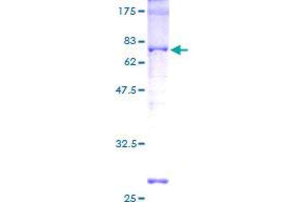 cAMP Responsive Element Binding Protein 1 (CREB1) (AA 1-341) protein (GST tag)