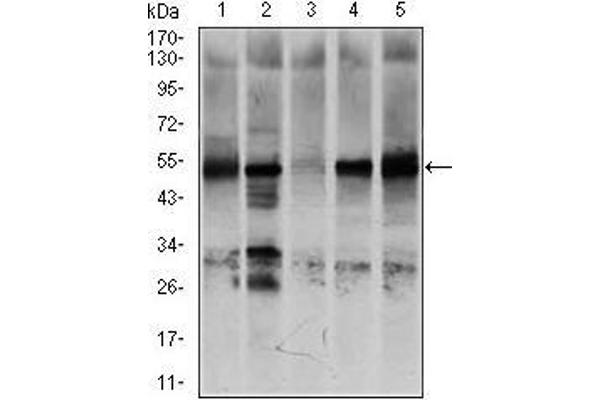 NR6A1 抗体  (AA 65-118)