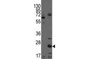 Image no. 3 for anti-CD9 (CD9) (AA 21-51) antibody (ABIN3030434)