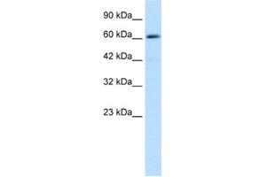 Image no. 1 for anti-Zinc Finger and BTB Domain Containing 45 (ZBTB45) antibody (ABIN2460149)