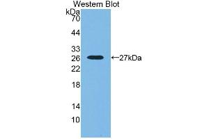 Image no. 2 for anti-Sorting Nexin 18 (SNX18) (AA 411-614) antibody (ABIN5014336)