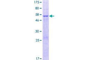 Image no. 1 for Chromosome 12 Open Reading Frame 72 (C12orf72) (AA 1-262) protein (GST tag) (ABIN1347115)