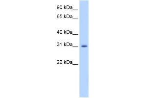 Image no. 2 for anti-Apolipoprotein B mRNA Editing Enzyme, Catalytic Polypeptide-Like 2 (APOBEC2) (N-Term) antibody (ABIN2779009)