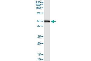 Image no. 3 for anti-Homer Homolog 1 (HOMER1) (AA 1-354) antibody (ABIN522918)