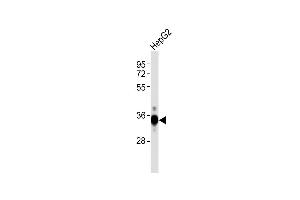 DKK1 Antikörper  (AA 1-266)
