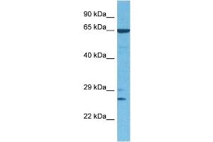 Image no. 7 for anti-Goosecoid Homeobox (GSC) (N-Term) antibody (ABIN2779490)