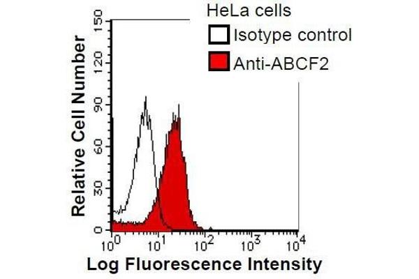 anti-ATP-Binding Cassette, Sub-Family F (GCN20), Member 2 (ABCF2) antibody