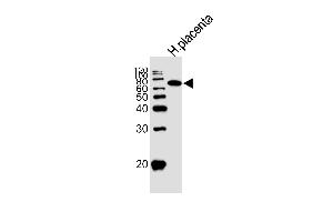 Image no. 1 for anti-Alkaline Phosphatase (ALP) (AA 274-304) antibody (ABIN5530351)