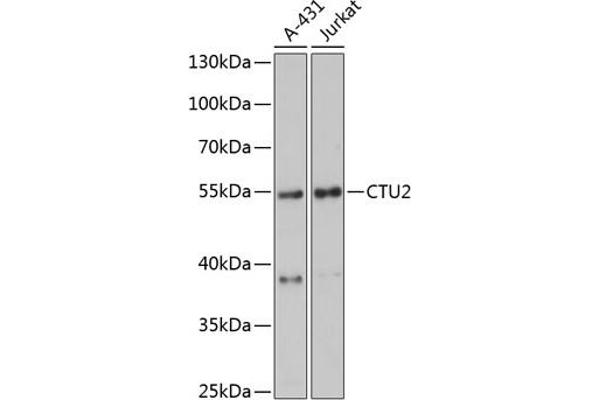 CTU2 anticorps  (AA 186-515)