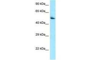 Image no. 1 for anti-Pantothenate Kinase 2 (PANK2) (AA 459-508) antibody (ABIN6748470)