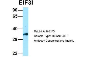 Image no. 2 for anti-Eukaryotic Translation Initiation Factor 3, Subunit I (EIF3I) (C-Term) antibody (ABIN2789974)