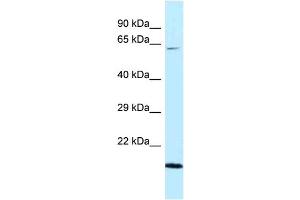 Image no. 1 for anti-DnaJ (Hsp40) Homolog, Subfamily C, Member 11 (DNAJC11) (C-Term) antibody (ABIN2789172)
