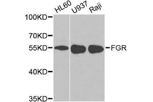 Image no. 2 for anti-Gardner-Rasheed Feline Sarcoma Viral (V-Fgr) Oncogene Homolog (FGR) antibody (ABIN3022858)