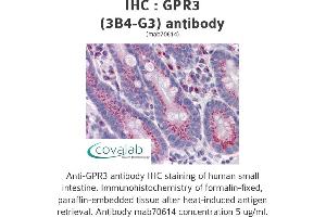 Image no. 1 for anti-G Protein-Coupled Receptor 3 (GPR3) (AA 1-331), (full length) antibody (ABIN1723471)